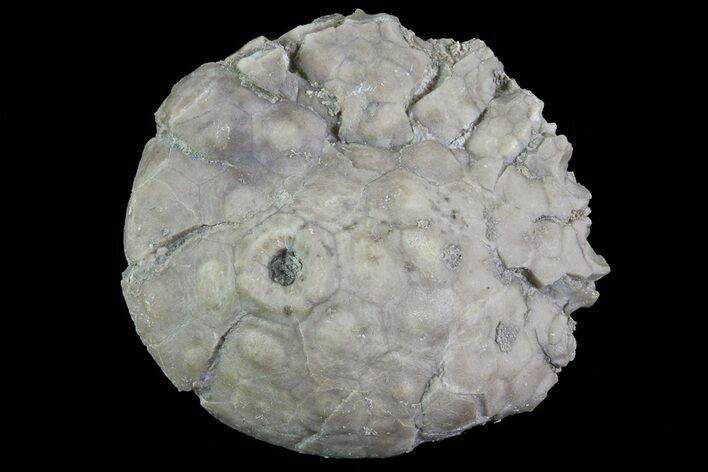 Crinoid Calyx (Pithocrinus) - Alpena, Michigan #68771